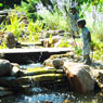 Ponds, Water Gardens, Fountains, Natural Waterfalls, Pondless Systems, Cascades, Streams