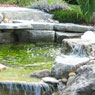 Ponds, Water Gardens, Fountains, Natural Waterfalls, Pondless Systems, Cascades, Streams